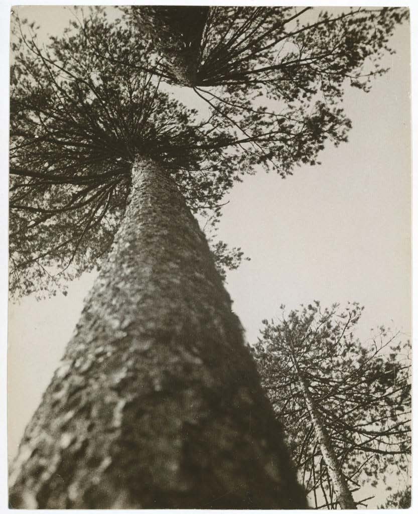Александр Родченко. Сосновые деревья в парке Пушкина. 1927. (Желатиновая галогено-серебряная печать).