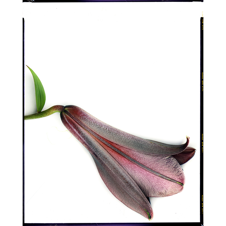 Lilly lullaby.The RoseBud of all rosebuds. Vagus bubbling and doubling term. “The Imaginary Signify of the Signify” serie