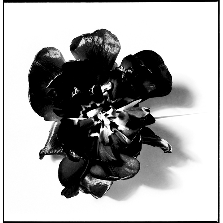 Black Lemons. Black Red. Black instead anything else. International Semiotics Institute logotype. From « Un œil en soi l’