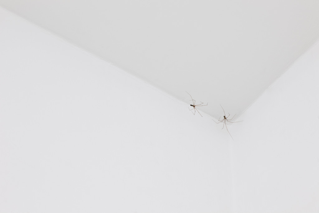 Pierre Huyghe, C.C. Spider, 2011