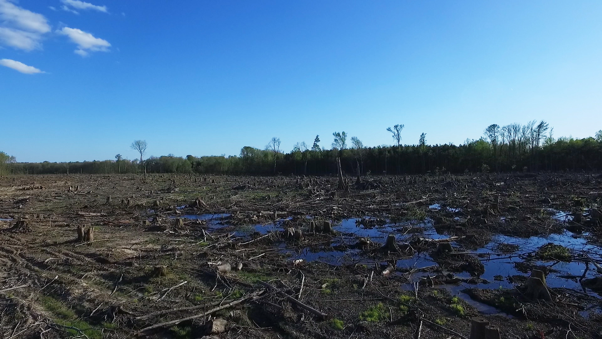 Кадр из проекта «Burned: Are Trees the New Coal?». Сплошная вырубка компании Enviva, Северная Каролина