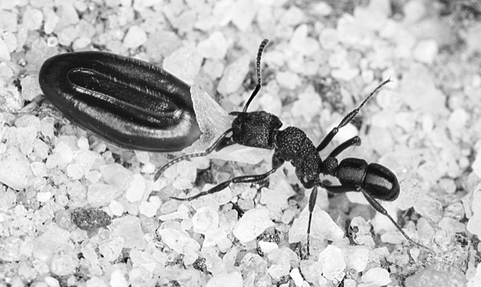 Рис. 6.1. Муравей вида <i>Rhytidoponera metallica</i> из западной Австралии, который несет семя Acacia neurophylla, ухват