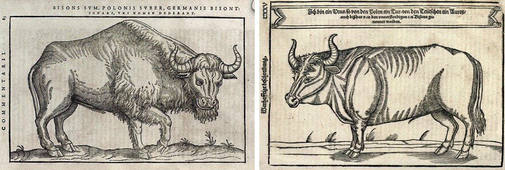 Изображение зубра (слева; Bison, польское Suber, германское Bisont) и тура (справа; Urus, польское Tur, германское Aurox)