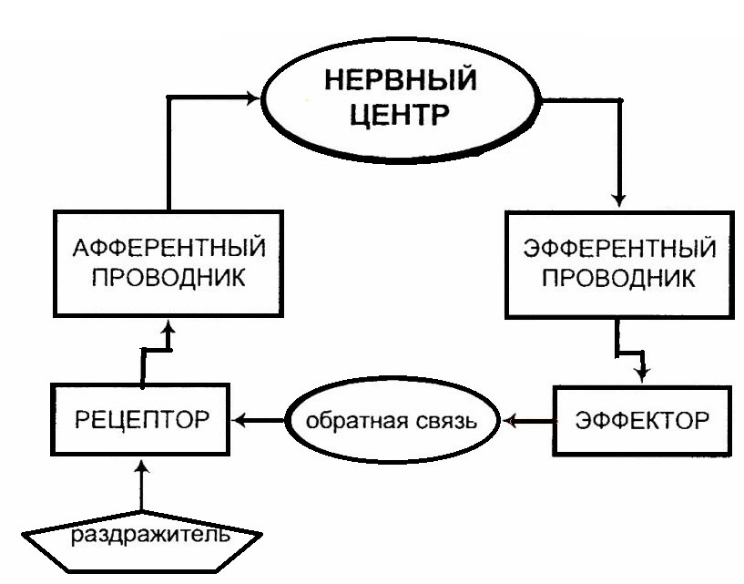 Рефлекторное кольцо - существенная часть любых социально-физиологических машин