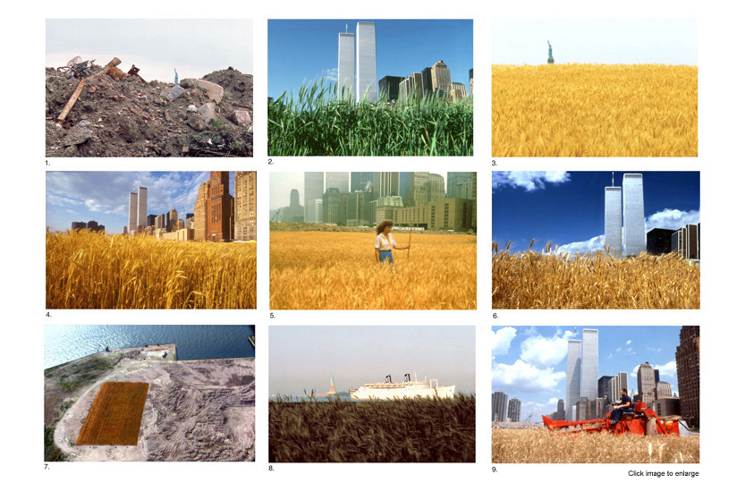 Wheatfield - A Confrontation: Battery Park Landfill, Downtown Manhattan © All photographs by Agnes Denes