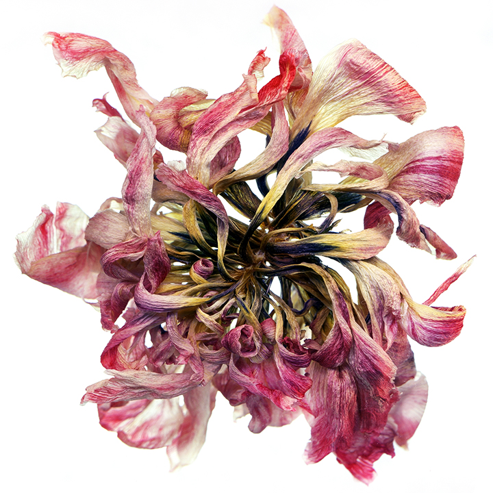 The dryad of Dryness and Swoons.The time of timelessness/ The timeless of the Time.Vagus bubbling and doubling term. “The