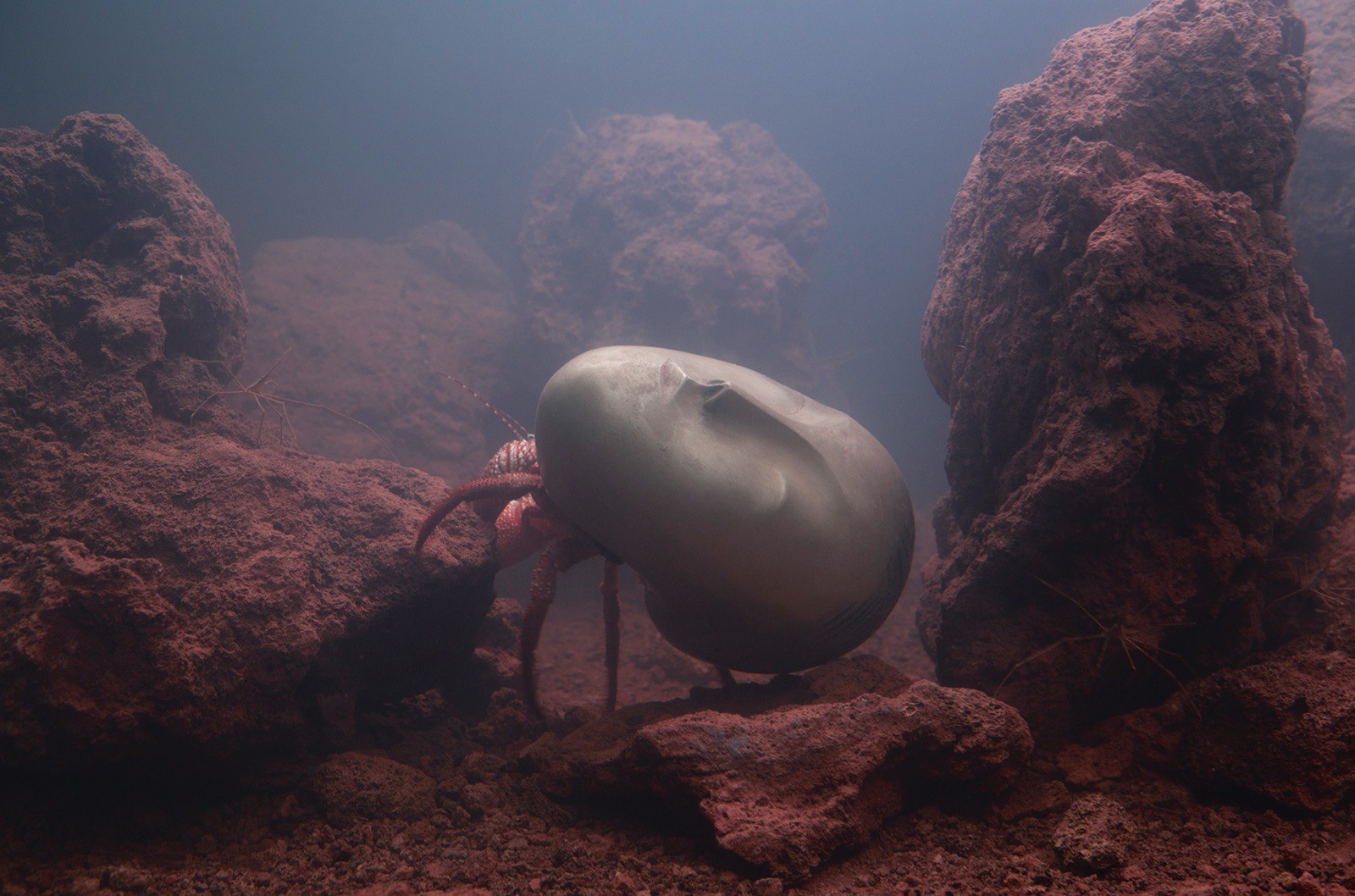 Пьер Юиг. Зоодрама 4, 2011. Courtesy of Pierre Huyghe; Marian Goodman Gallery, New York; Esther Schipper, Berlin. Фотогра