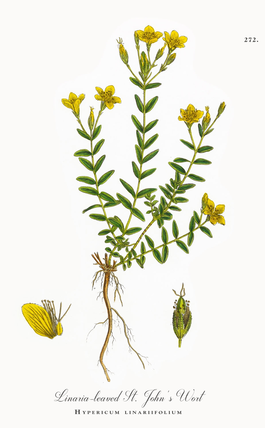 By Plants. Plate 272., Public Domain,  https://commons.wikimedia.org/w/index.php?curid=112351476
