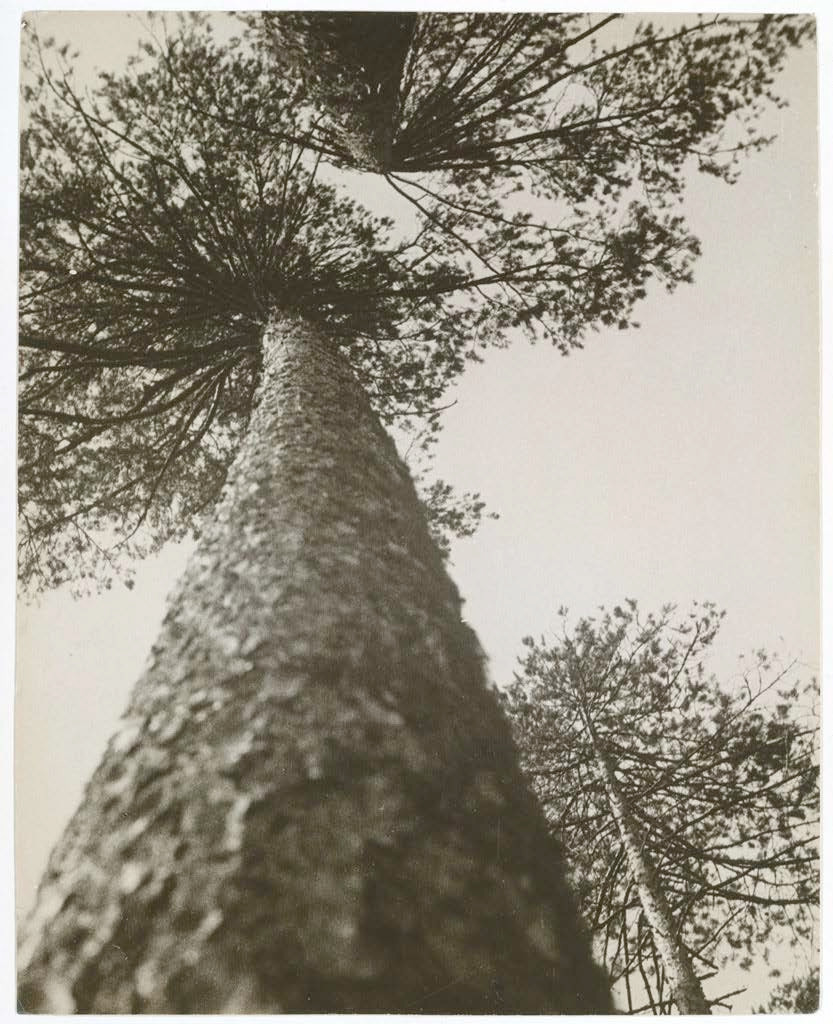 Александр Родченко. Сосновые деревья в&nbsp;парке Пушкина. 1927. (Желатиновая галогено-серебряная печать).