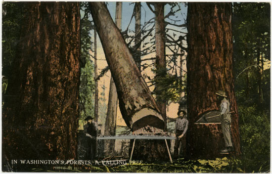 12:32, текст на&nbsp;открытке: В&nbsp;вашингтонских лесах. Падающее дерево. Фото Г.С.&nbsp;Уотерса. Опубликовано Lowman & Hanford Co., Сиэттл. Сделано в&nbsp;США. 
