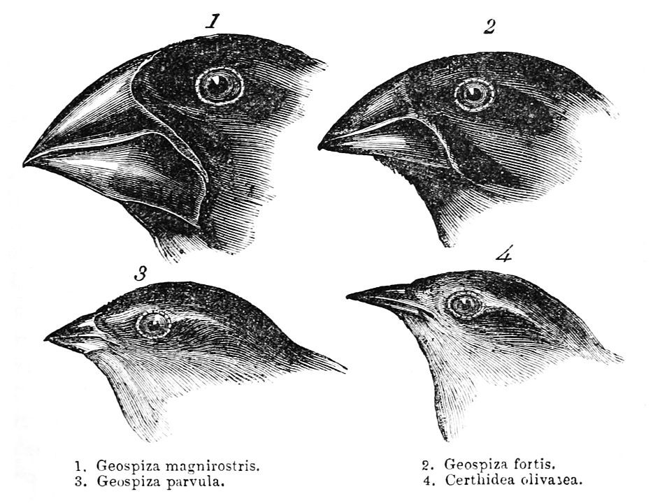 Галапагосские вьюрки, изучение которых подтолкнуло Дарвина в&nbsp;открытии теории эволюции