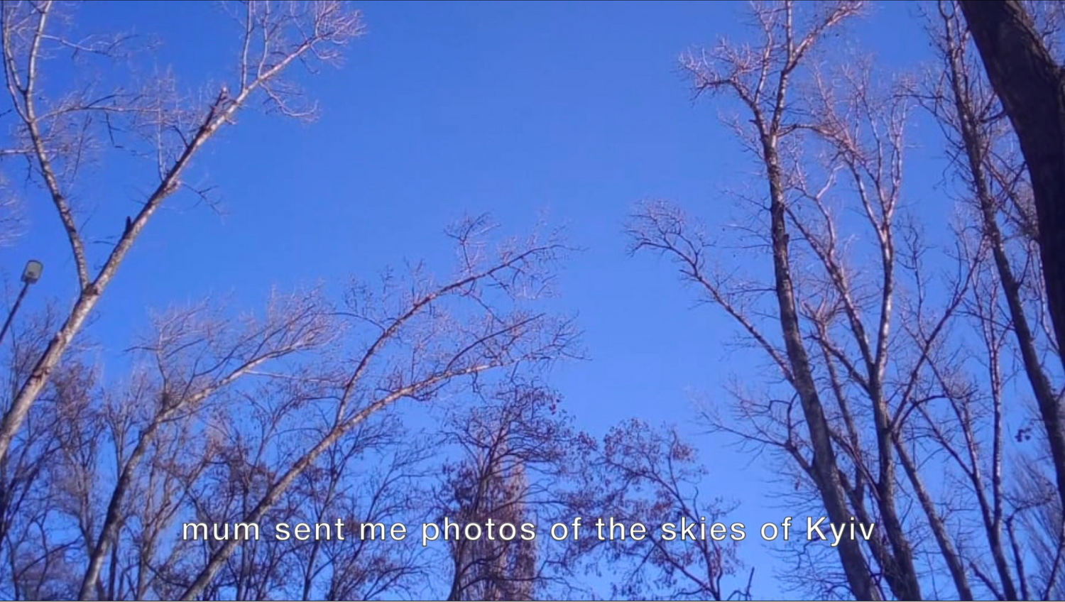 botanical documentation of existence, video essay by Darya Tsymbalyuk, 2023