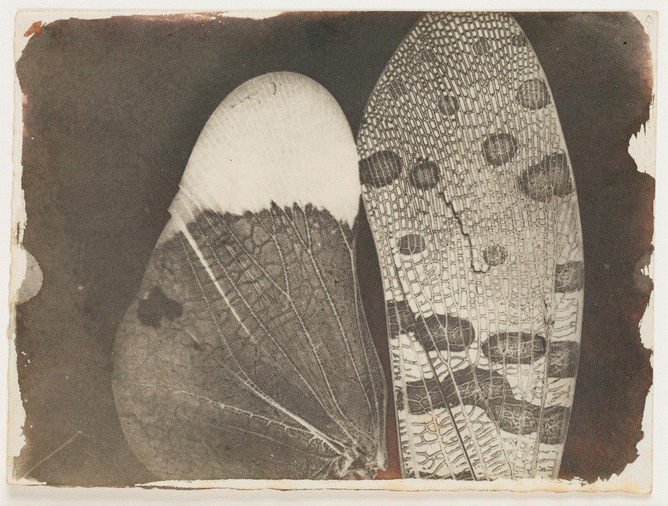 Insect wings (1840). William Henry Fox Talbot. Science & Society Picture Library.