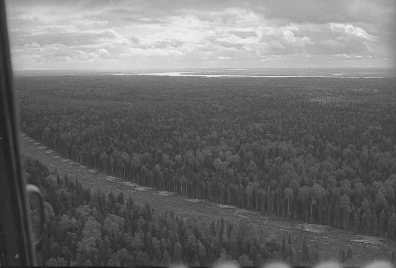 «Вид на&nbsp;тайгу и&nbsp;просеку из&nbsp;вертолета» // Всеволод Тарасевич, 1965