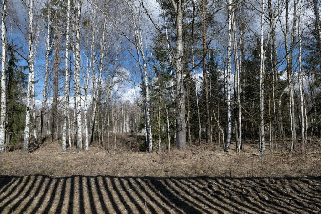 Białowieża Forest, 2023, photo Sven Zellner