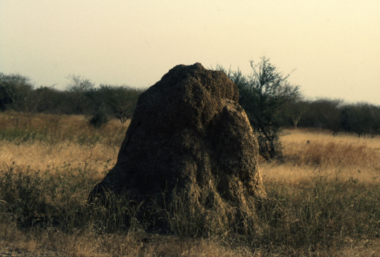 Bouba Touré, Soumankidi Coura 1972-2015: Тermitière, 1977