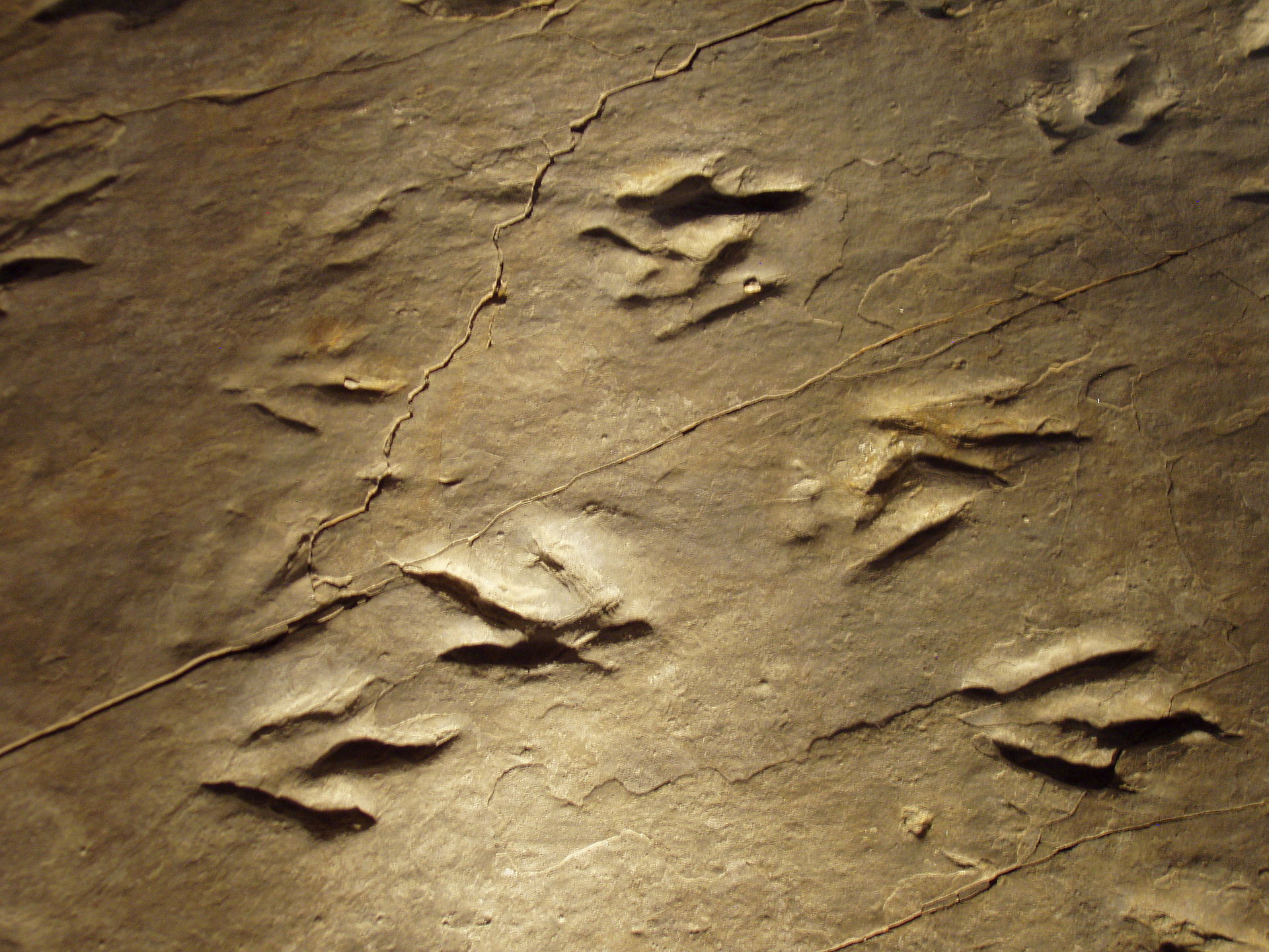 Следы динозавра, Роки Хилл, Коннектикут, США // Daderot, from Wikimedia Commons