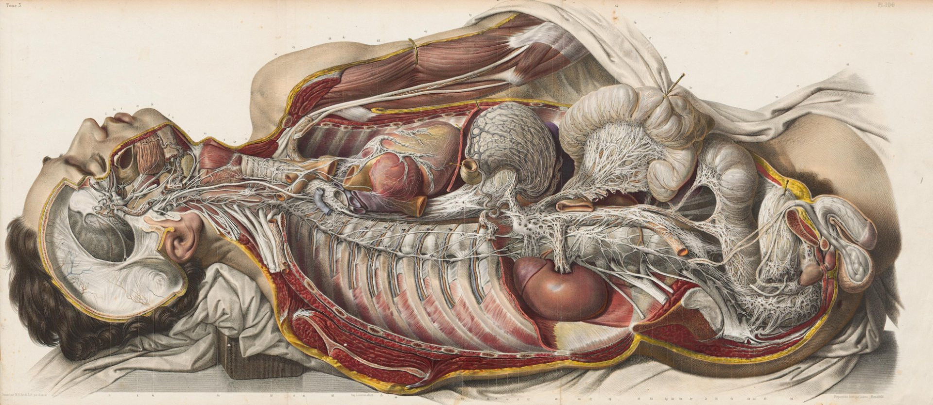 Гравюра Н.Жакоба для книги&nbsp;Ж.-М. Буржери https://saturnusphilosophorum.com/tag/anatomie/