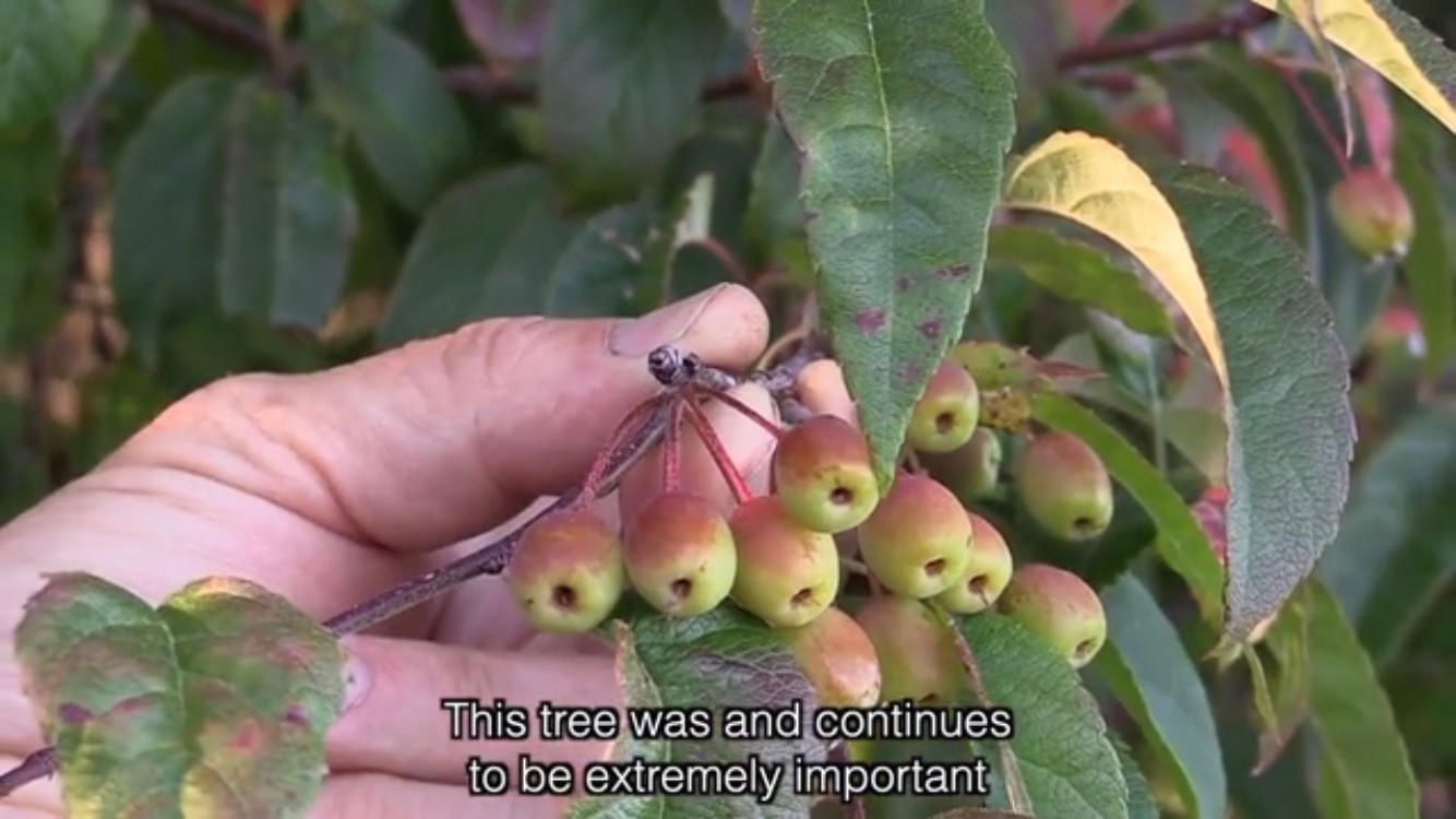 Shots from the film «Queer Gardening» by Ella von Haide (2022). (Source: vimeo.com)