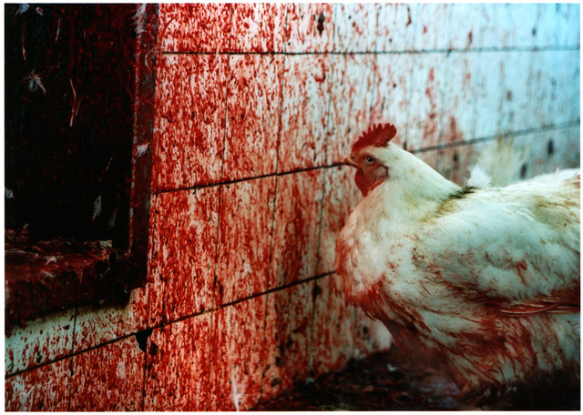 Промышленное животноводство&nbsp;— одно из&nbsp;самых страшных преступлений в&nbsp;истории