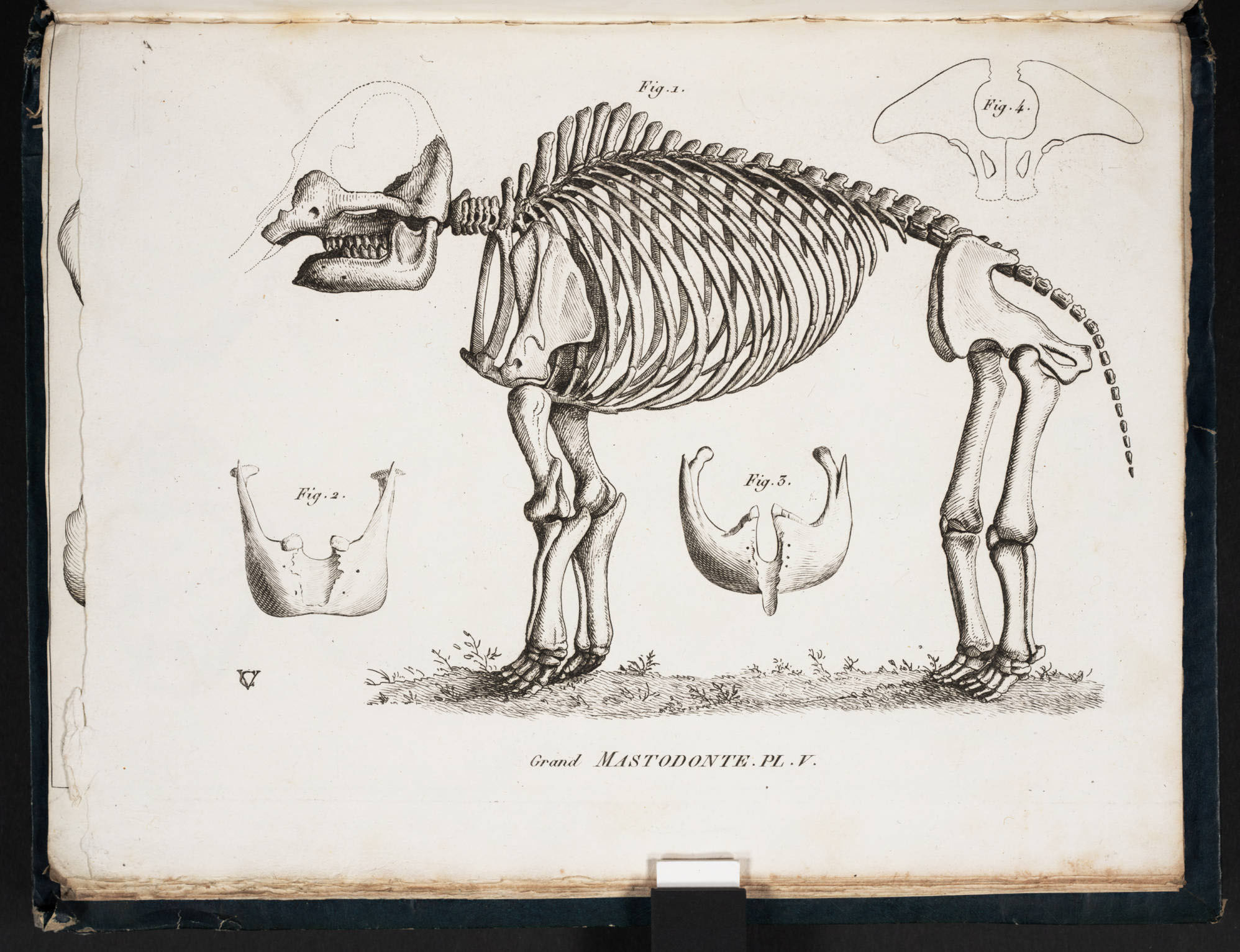 Ж. Кювье Мастодонт http://www.lindahall.org/georges-cuvier/