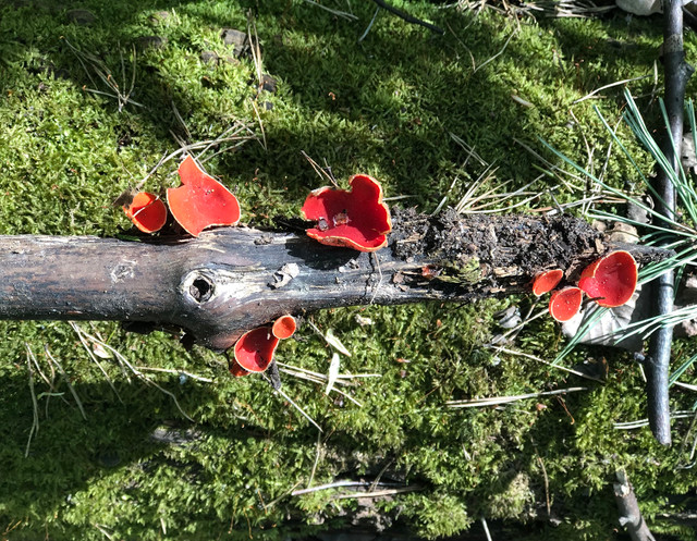 как расплетались кудри