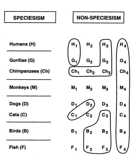 Рисунок 1. Репрезентация спесишистских и&nbsp;неспесишистских позиций. (слева) Спесишистское репрезентация восьми видов (выбрано для иллюстрации). Линии, разделяющие виды на&nbsp;иерархию, означают, например, что люди находятся «выше» горилл и&nbsp;шимпанзе, а&nbsp;обезьяны находятся «выше» собак и&nbsp;кошек. Спесишизм предоставляет удобный способ принимать трудные решения о&nbsp;том, какие виды могут использоваться в&nbsp;различных видах человеческой деятельности, включая исследования и&nbsp;обучение. Однако эта точка зрения не&nbsp;уделяет серьезного внимания эволюционной преемственности и&nbsp;принижает значение индивидуальной изменчивости. (справа) Неспесишистская репрезентация четырех индивидуумов в&nbsp;каждом из&nbsp;восьми видов. Линии, обводящие в&nbsp;круг различных индивидуумов (H1 и&nbsp;Gl; D2 и&nbsp;C1), показывают, что индивидуальные характеристики «имеют значение». Таким образом, возможно, что отдельные представители разных видов могут быть «равноценными» по&nbsp;различным признакам или что особи данного вида могут обладать характеристиками, которые принадлежат исключительно им.&nbsp;Кроме того, индивидуумы тех видов, которые обычно считаются «более низкими», чем другие, могут быть более опытными в&nbsp;определенных областях или испытывать боль, страх и&nbsp;страдание больше, чем представители видов, которые считаются «более высшими». Неспесишист*ки выступают против использования принадлежности к&nbsp;видам как&nbsp;единственного критерия для выбора того, какие особи должны использоваться в&nbsp;различных видах человеческой деятельности.