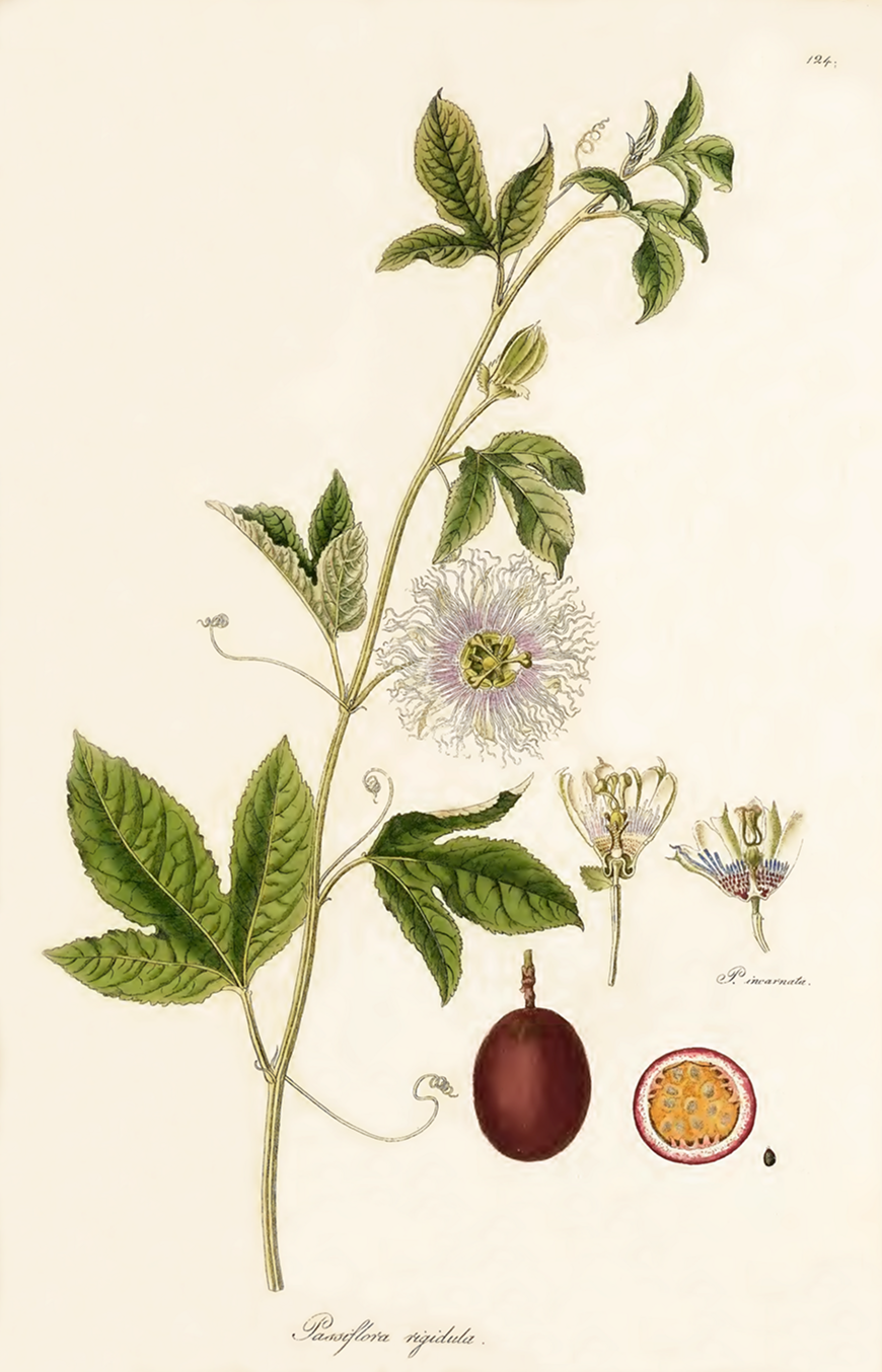 Joseph Franz von Jacquin, Public domain, via Wikimedia Commons  https://upload.wikimedia.org/wikipedia/commons/a/aa Passiflora_rigidula_1844_Joseph_Franz_Jacquin.png