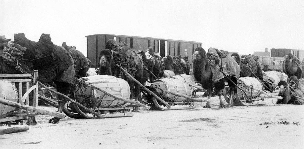 Доставка товаров на&nbsp;станцию «Курган» из&nbsp;степного края на&nbsp;верблюдах, 1892—1898&nbsp;годы (фото: Государственный исторический музей Южного Урала, russiainphoto.ru)