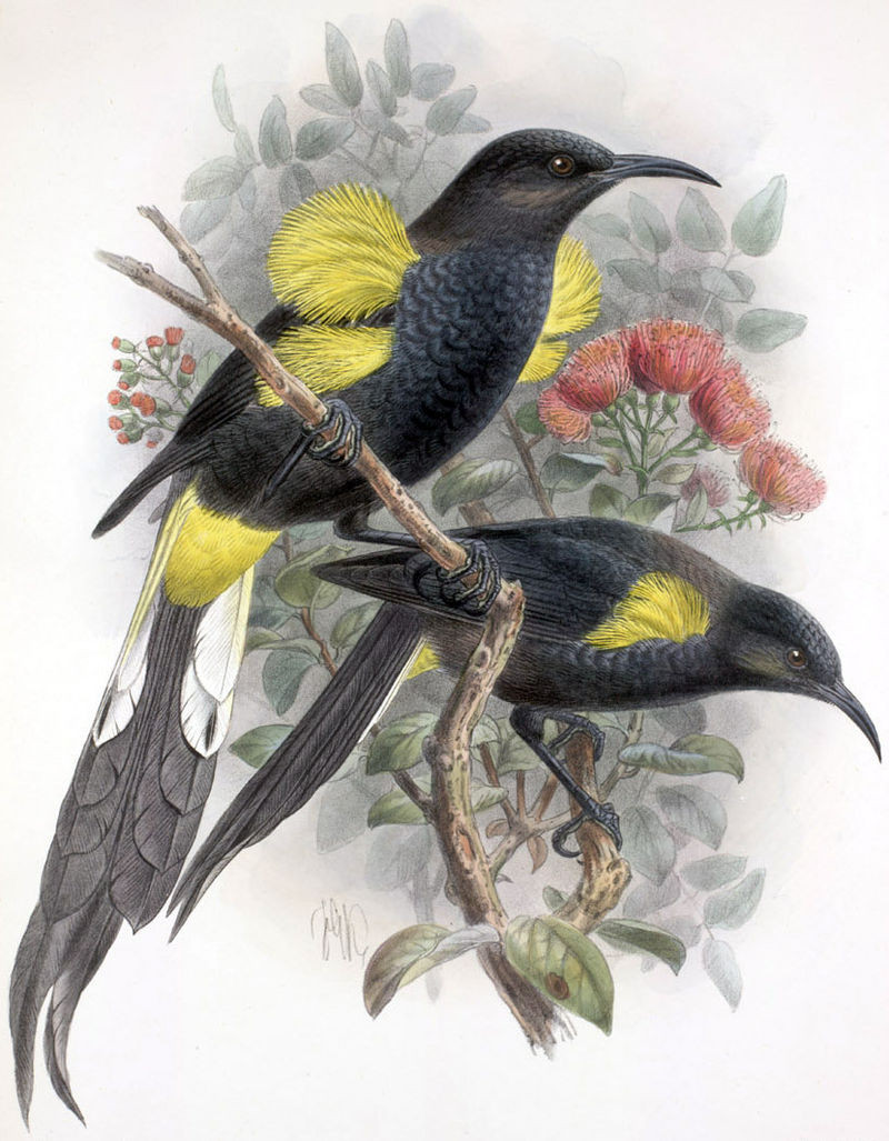 Иллюстрация Johannes Gerardus Keulemans