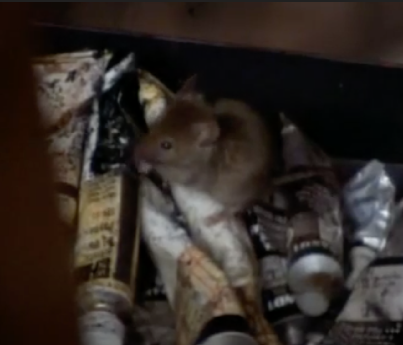 Мышь ест пигмент. Кадр из&nbsp;документального фильма «Бальтюс в&nbsp;Зазеркалье» Д. Петтигрю (BAAL Films, 1996)