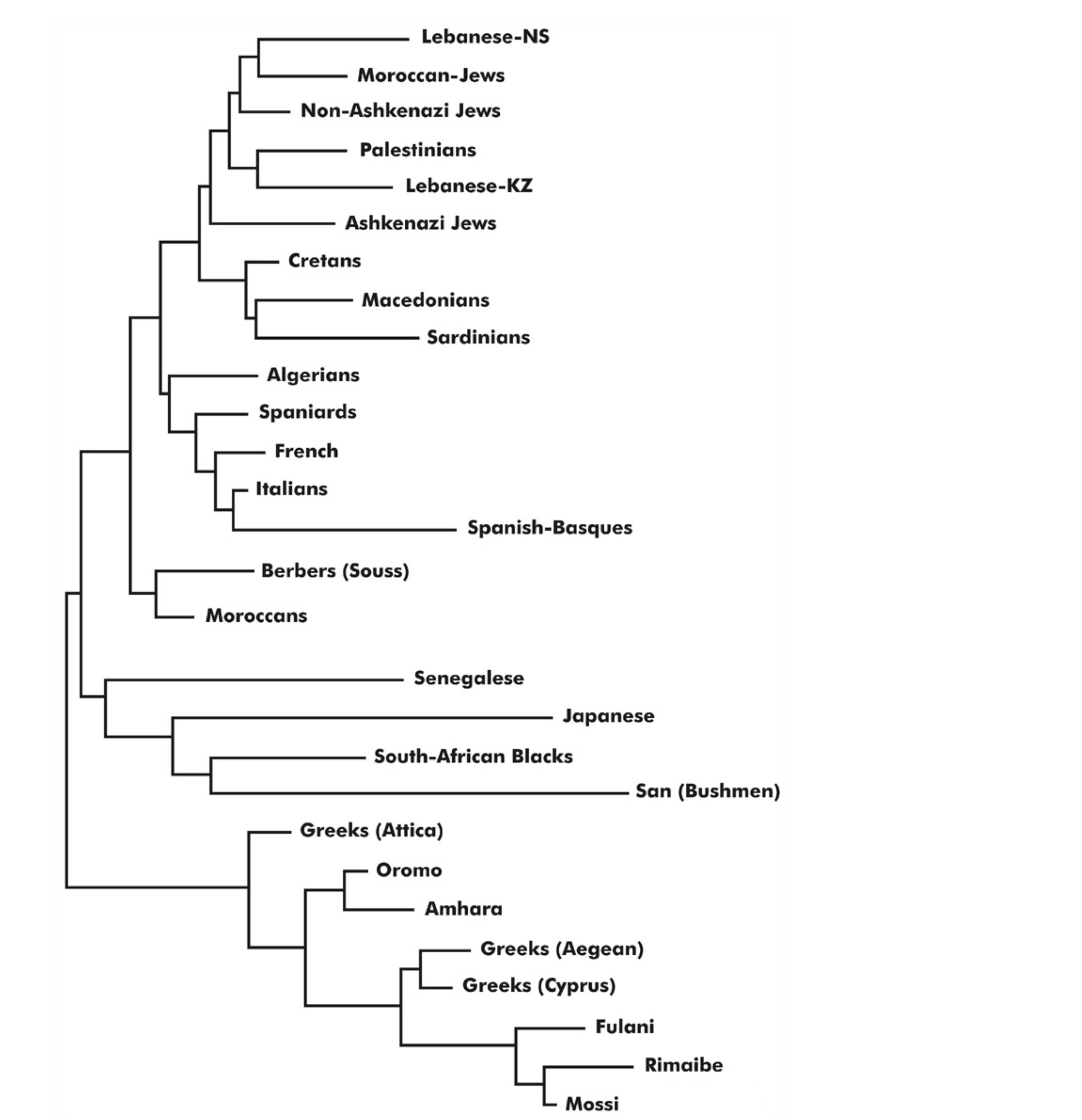 Дендограмма, демонстрирующая близкое родство между палестинцами и евреями (Источник, исследование Департамента иммунологии и молекулярной биологии, Университет Комплутенсе, Мадрид)