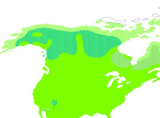 ГИХСБПМГ (демо 6)