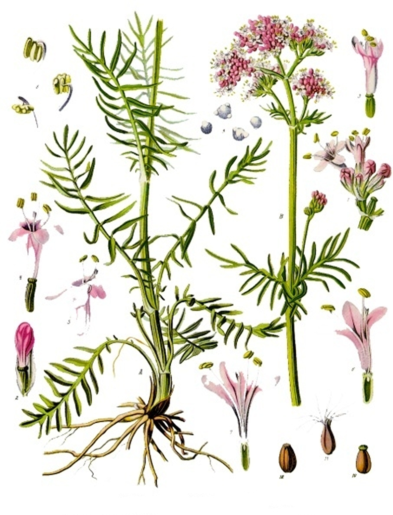 Авторство: Franz Eugen Köhler, Köhler’s Medizinal-Pflanzen. List of Koehler Images, Общественное достояние, https://commons.wikimedia.org/w/index.php?curid=255477
