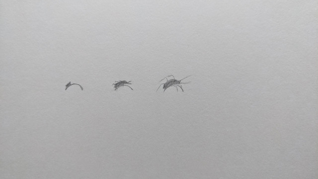 Perceptions of the Moving Body: Insects
