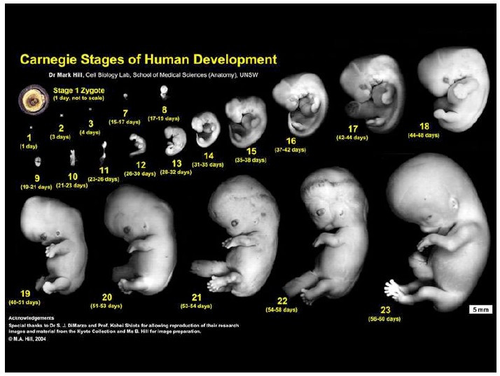 Стадии эмбрионального развития человека по дням, начиная с зачатия. В акушерстве недели считаются с последней менструации, то есть в среднем отстают на две недели от показанного на картинке. 