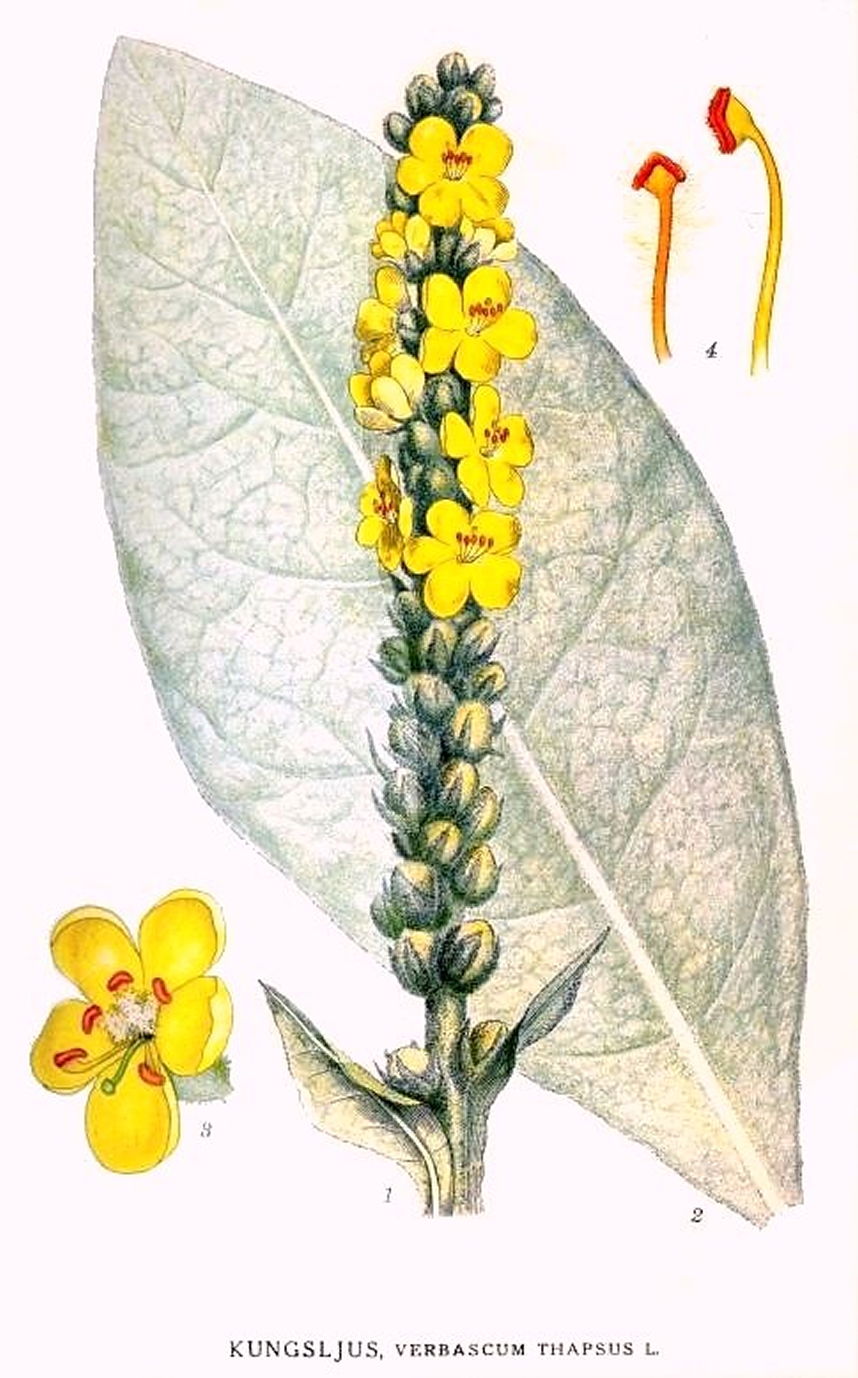 By Carl Axel Magnus Lindman — «Bilder ur Nordens Flora» Stockholm, Public Domain, https://commons.wikimedia.org/w/index.php?curid=5966814