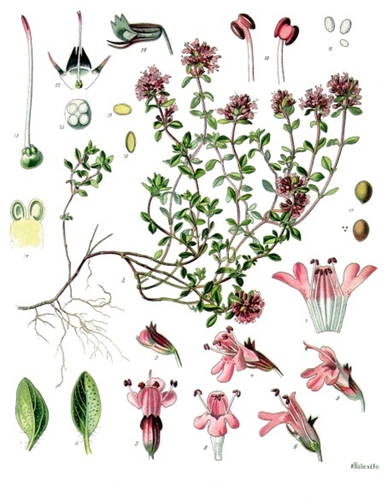 By Walther Otto Müller — List of Koehler Images, Public Domain, https://commons.wikimedia.org/w/index.php?curid=255470 