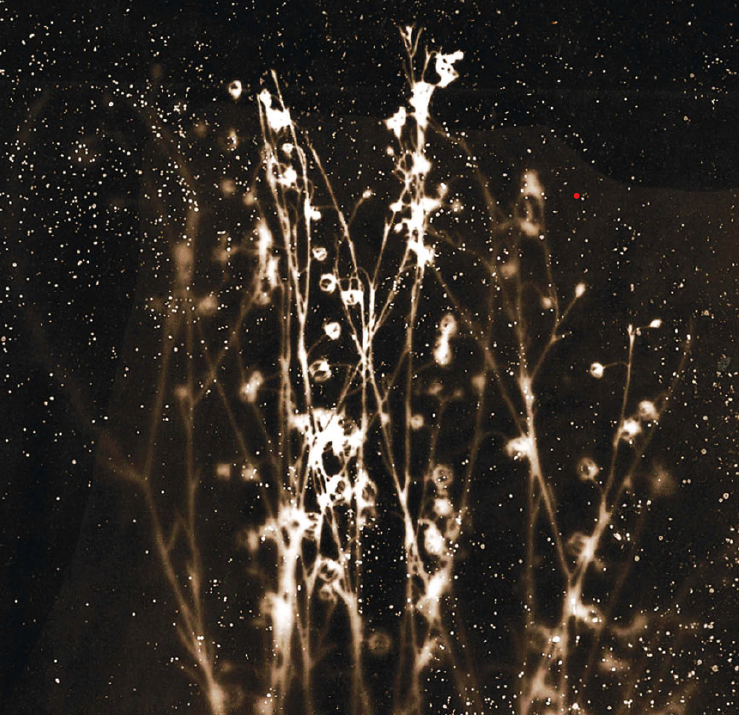 Illustration from the book "The Chernobyl Herbarium" Michael Marder with artworks by Anaïs Tondeur 