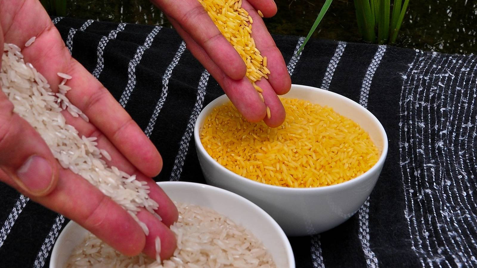 Золотой рис, содержащий витамин А