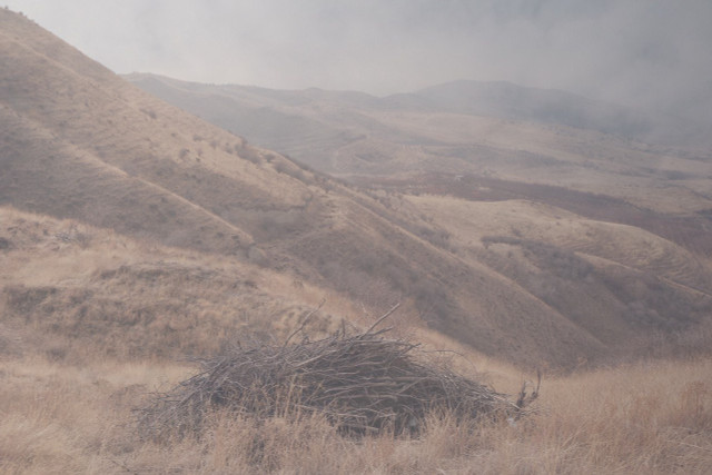 Сьюзан Стюарт, Четыре вопроса о снах животных