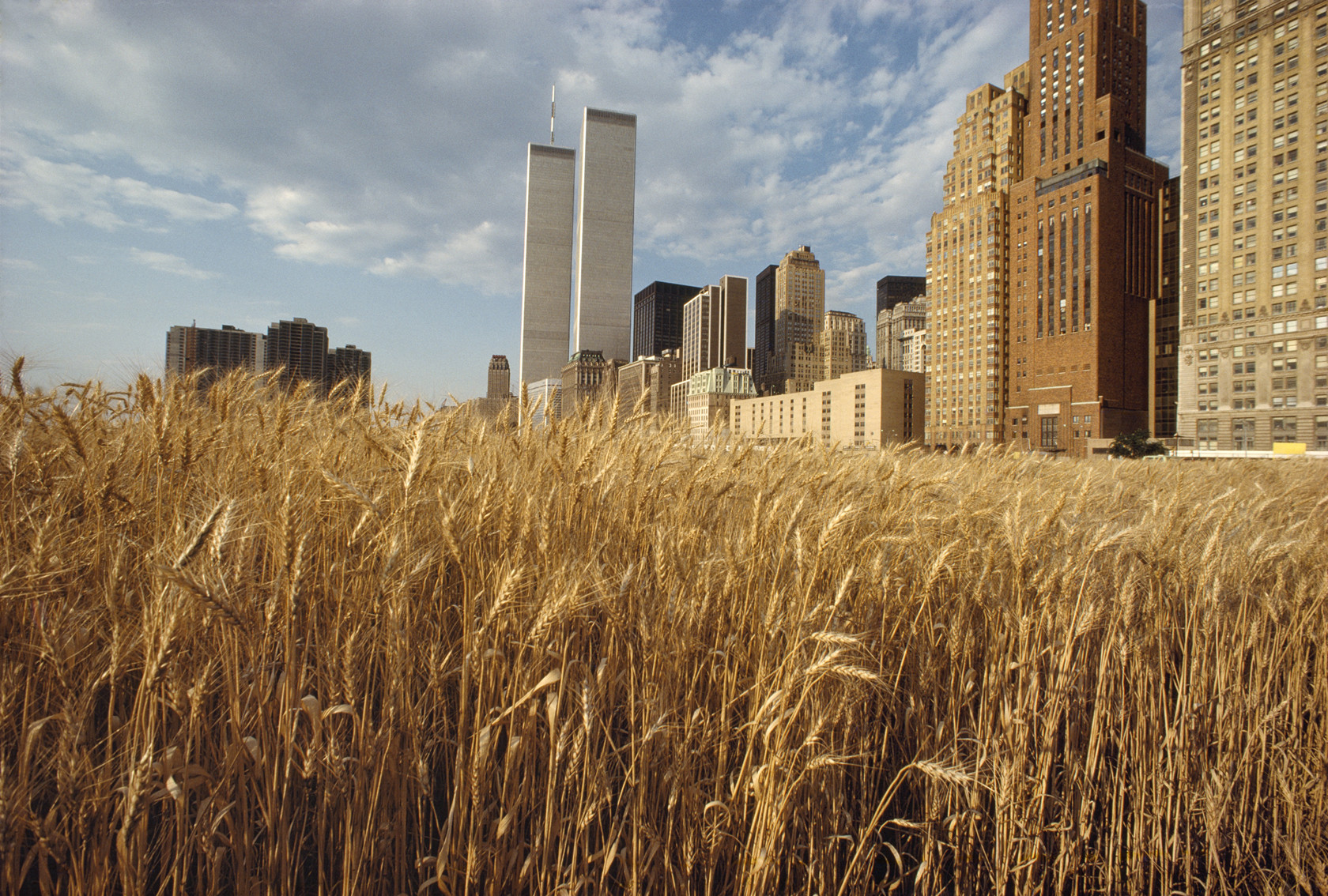 Агнес Денес. Пшеничное поле. Противостояние. 1982 Фото автора. Источник: www.agnesdenesstudio.com