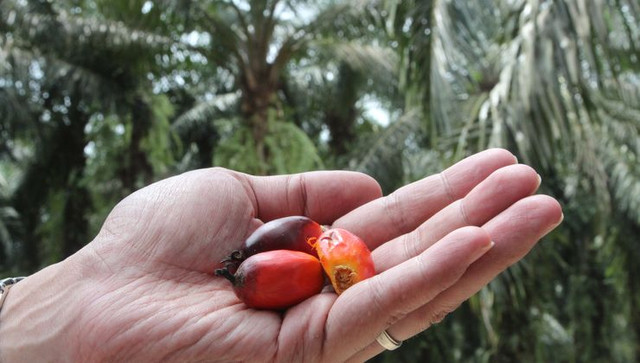 Пальмовое масло: индонезийское чудо и уроки для России