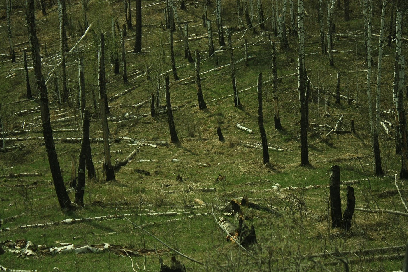 фото: Айваз Каюмов. In the vicinity of the Miass