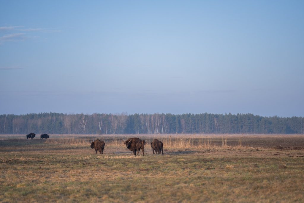 Białowieża, 2023, photo Sven Zellner