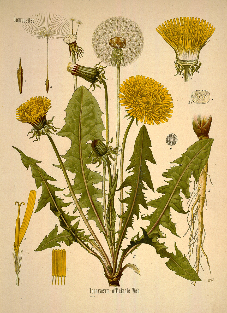 By Brandt, Wilhelm; Gürke, M.; Köhler, F. E.; Pabst, G.; Schellenberg, G.; Vogtherr, Max. — https://www.biodiversitylibrary.org/pageimage/303570