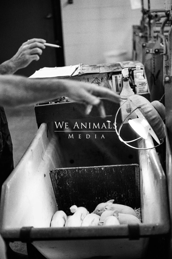 “Enviro Pigs” были выведены для выделения экологически чистых фекалий. Jo-Anne McArthur / We Animals Media. 