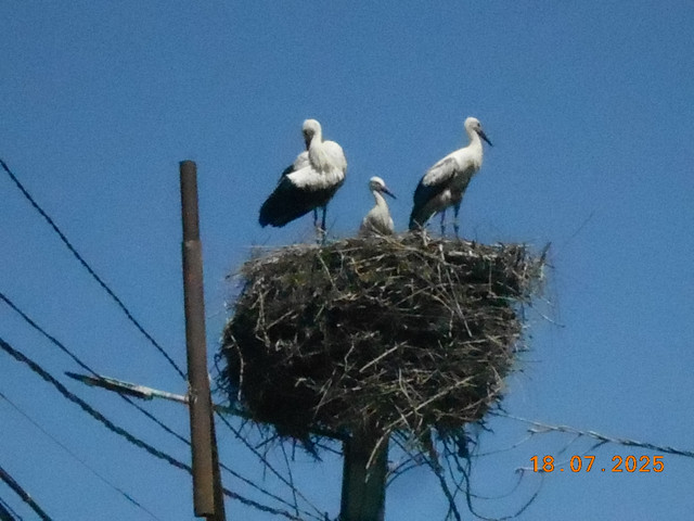 Семейные ценности