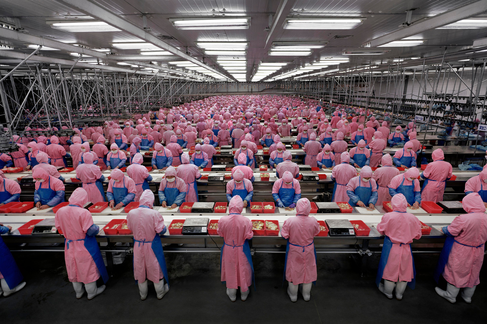 Иллюстрация: Edward Burtynsky Manufacturing #17, Deda Chicken Processing Plant, Dehui City, Jilin Province, China, 2005, Chromogenic Colour Print
