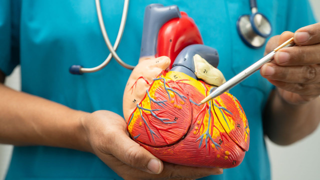 US Cardiovascular Devices Market to Hit $32.62 Billion by 2034